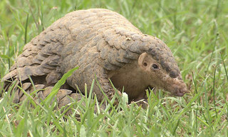 センザンコウ.jpg