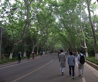 木陰の道.jpg