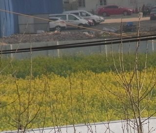 菜の花2.jpg