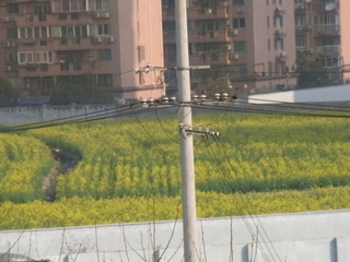 菜の花3.jpg