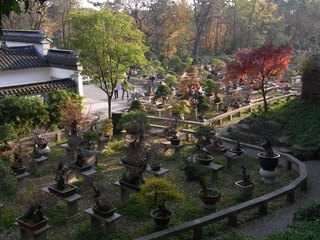 虎4.JPG